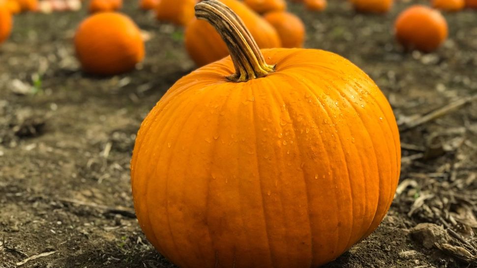 Beneficiile uimitoare ale consumului de dovleac pentru sănătate