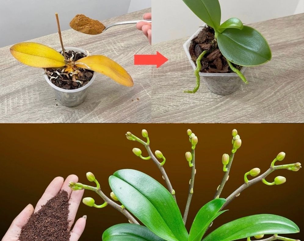 Ce să adaugi în pământul de la orhidee pentru o înflorire rapidă și bogată