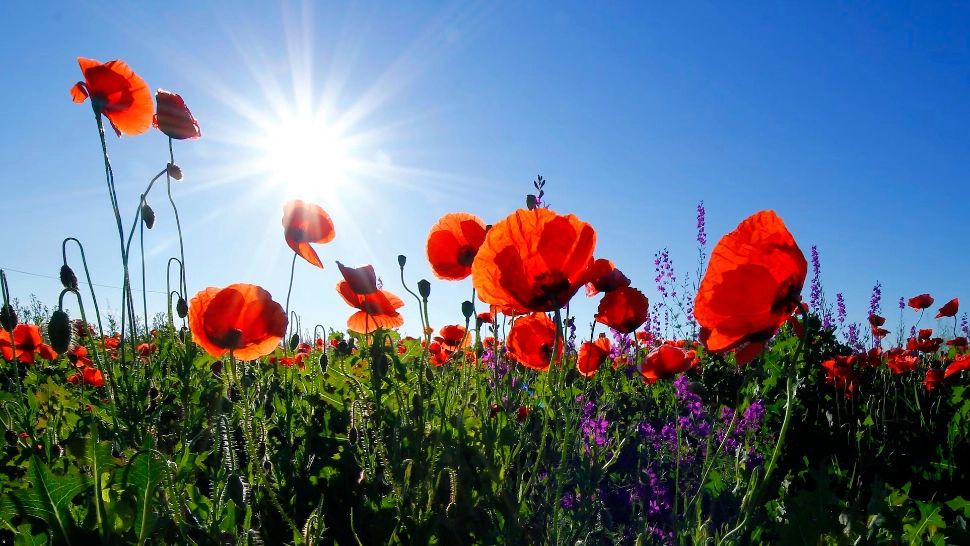 Misterul a fost deslușit! Află care este floarea ta protectoare în funcție de luna nașterii 