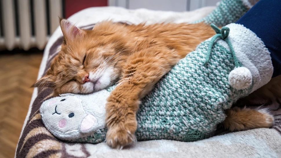 De ce pisicile dorm la picioarele stăpânilor? Motivul incredibil pentru care fac acest lucru