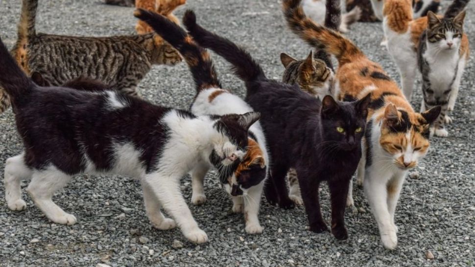 Amendă uriașă pentru un bărbat care a abandonat mai multe pisici pe marginea șoselei