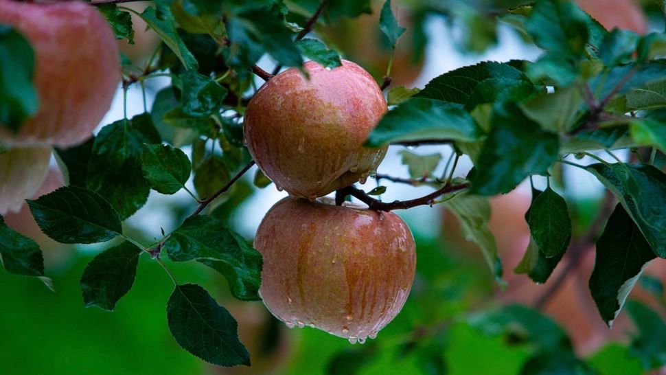 Prognoza meteo pe o lună: temperaturi nefiresc de mari, dar ploile câștigă tot mai mult teren. Cum va fi vremea până pe 20 noiembrie