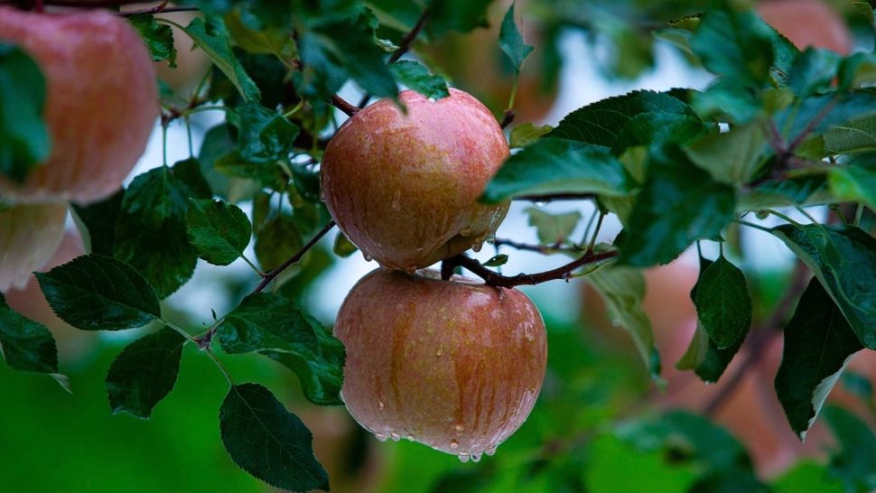 Luna octombrie, esențială pentru pregătirea sistemului imunitar de iarnă - Ce trebuie să consumi neaparat în această perioadă