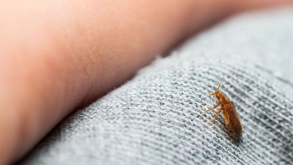 Invazia ploșnițelor de pat se apropie de România. Patron de hotel: „Firmă specializată de deratizare și tot nu reușesc să le eradichez!”