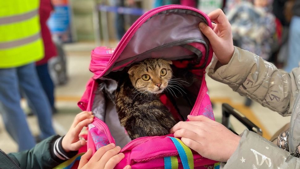 Animale de companie pe care NU ai voie să le iei în tren. Regulamentul CFR Călători - Ce riști în caz contrar