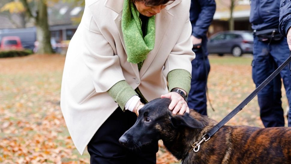 De ce nu ar trebui să mângâi niciodată un câine pe cap. Greșeala pe care o facem fără să ne dăm seama
