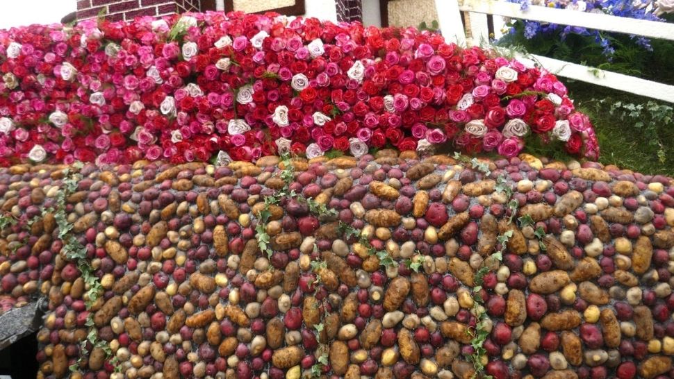 Înfige o tulpină de trandafir într-un cartof. Rezultatul este uluitor - VIDEO