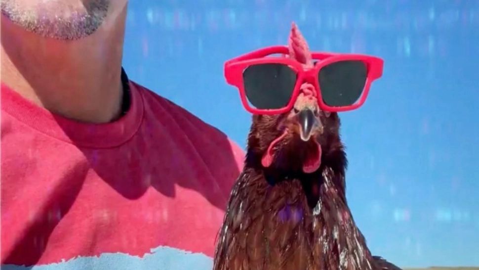 Ce trebuie să bea găinile ca să facă ouă mari și frumoase