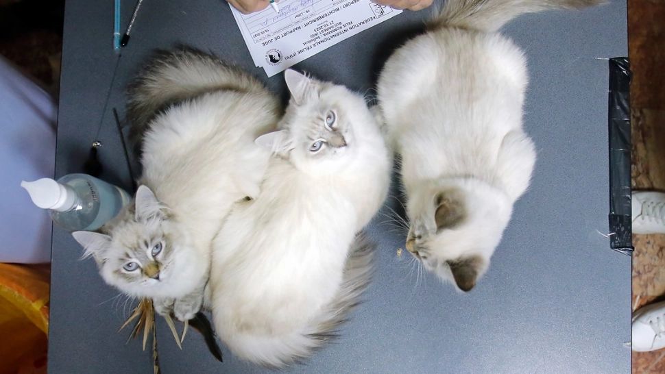 Ce zodie este pisica ta? Semnele la care trebuie să fii atent - Îi influențează masiv personalitatea