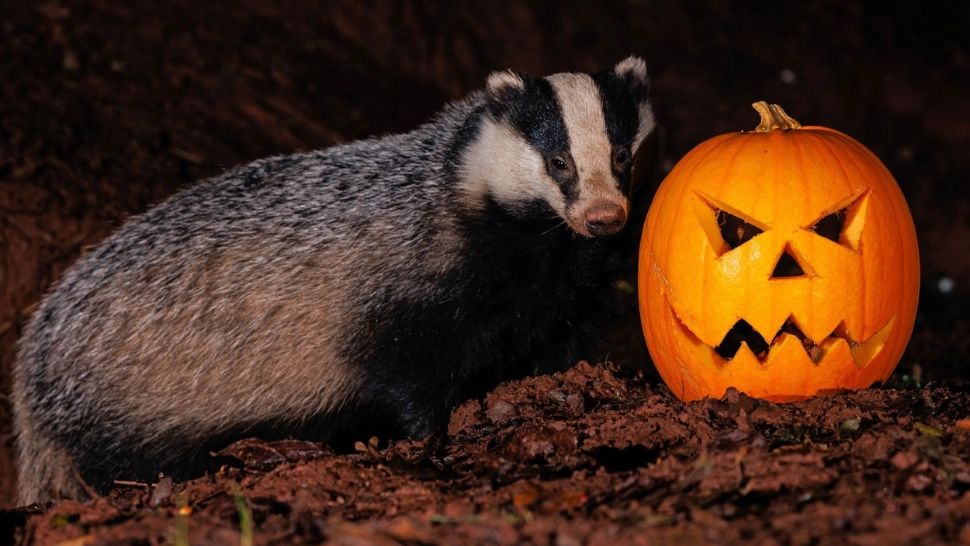 Cum alegi dovleacul perfect de Halloween. Trucuri cu care nu dai greș niciodată