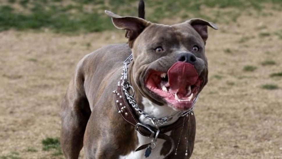 Incident șocant la o terasă din Arad, în plină zi: Un câine Amstaff a mușcat două persoane - Incredibil cum s-a furișat câinele de luptă