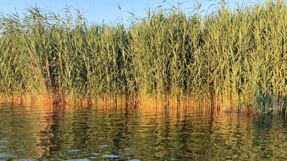 Stuful din Delta Dunării - FURAJ pentru sute de mii de oi din 2023 - Ce subvenții primesc cei care recoltează stuful