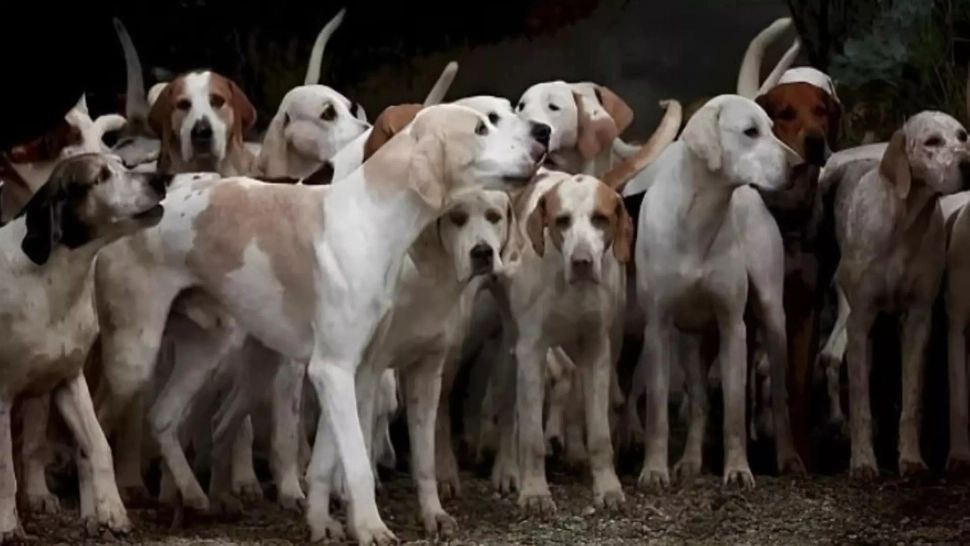 Testul IQ pe care numai cei cu o inteligență aproape de geniu îl descifrează: găsește tigrul în 9 secunde!