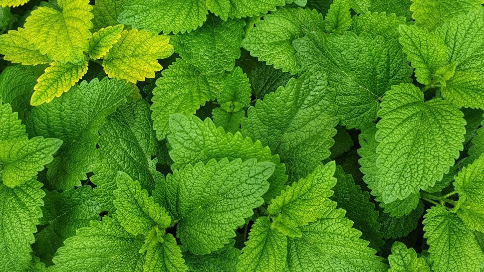 Ceaiul de mentă poate face minuni pentru păr! Cum să îl folosești corect pentru rezultate optime