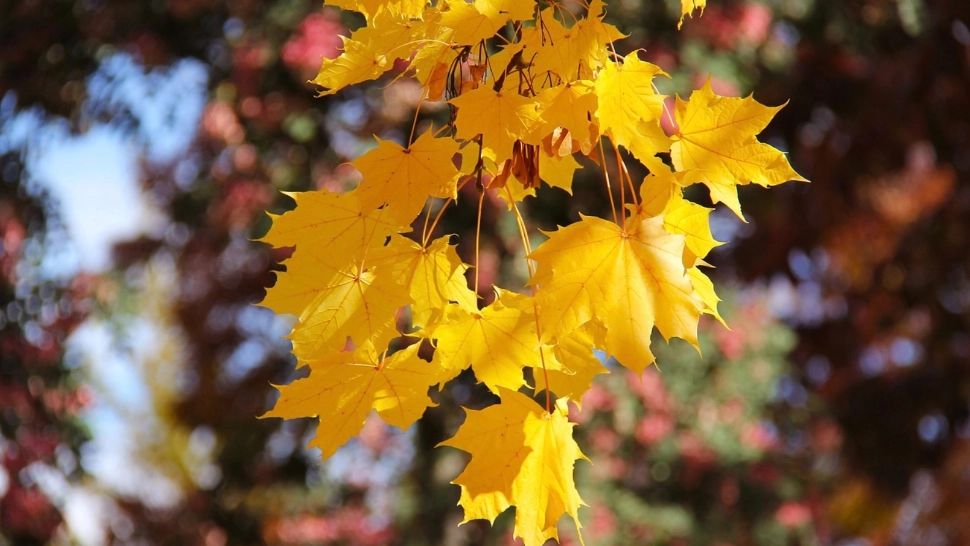 Vremea 20 octombrie - Răsturnare de situație - Temperaturi de vară: se vor atinge chiar și 30 de grade Celsius