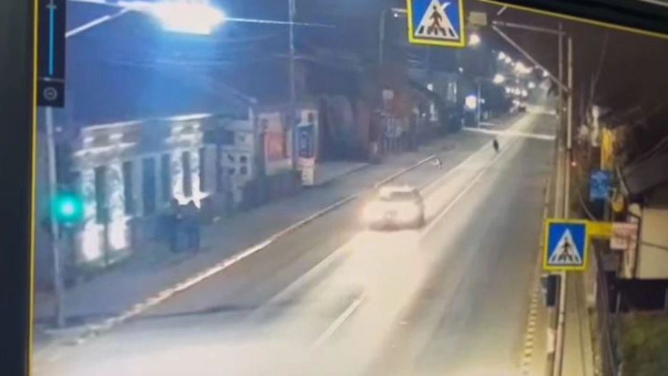 Urs filmat pe străzile unui oraș, printre mașini și oameni