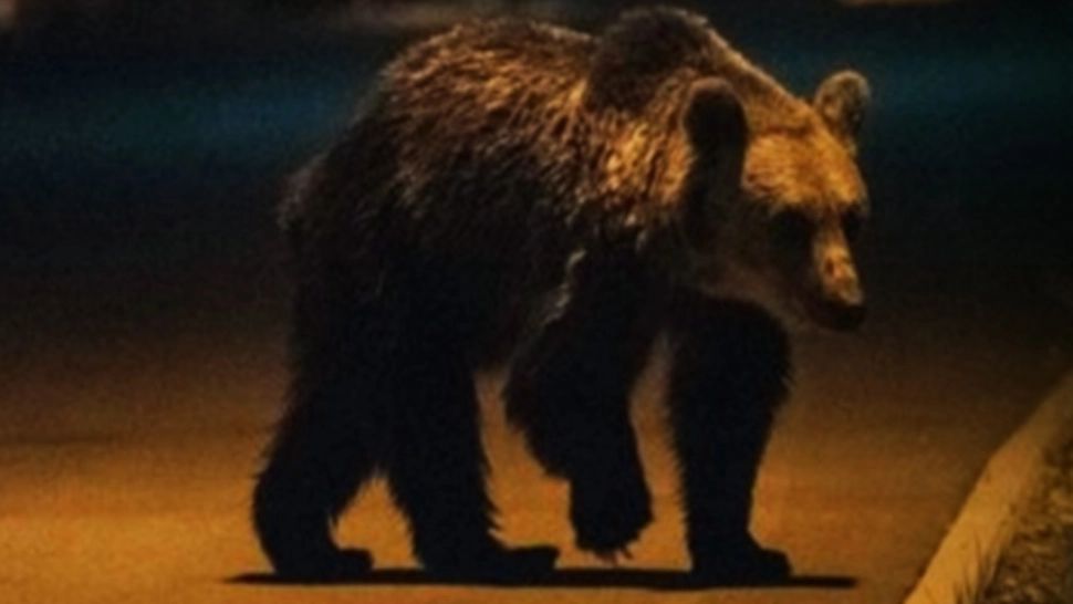 Alertă de urs! Animalul, la plimbare pe străzile din Beclean, miercuri seară - Populația, avertizată prin RO-Alert de ISU Bistrița-Năsăud