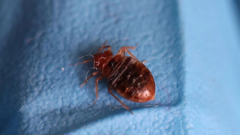 Haos în Franța după invazia ploșnițelor - Zeci de școli afectate, 7 închise - Insectele parazite sunt în metroul din Paris, în trenuri, în cinema