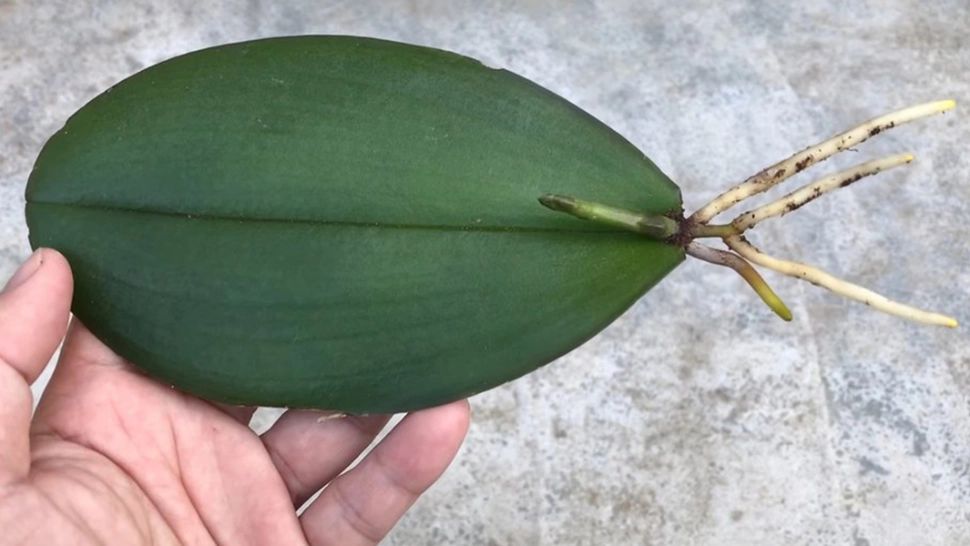 Cum înmulțești orhideea prin frunze: trucul prin care se prinde rapid și garantează înflorirea