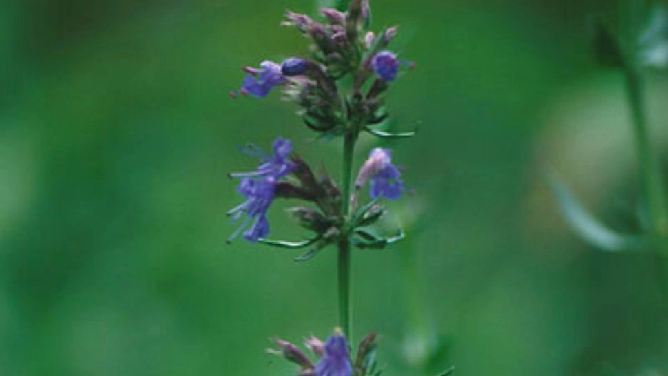 Planta din Biblie pe care e bine să o ai în grădină. Ajută la „curăţirea trupului, a sufletului și a minții”