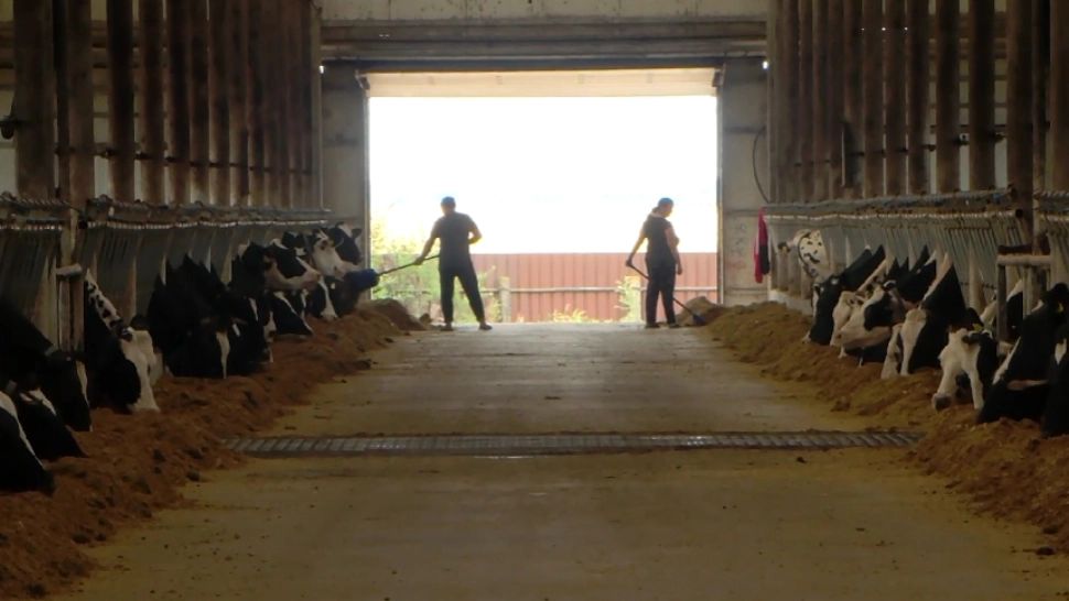 Fermierii, disperați din cauza secetei. La ce măsuri sunt nevoiți să recurgă