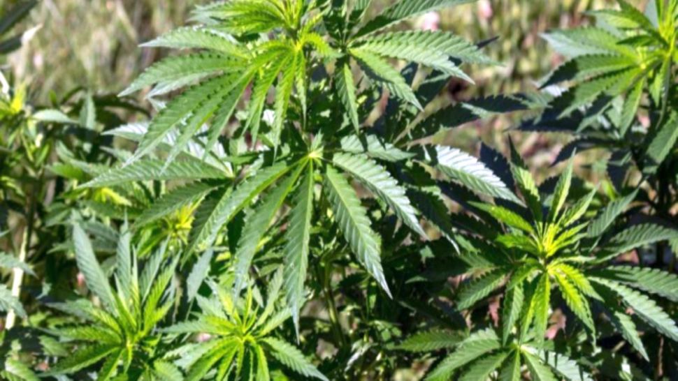  Tânăr de 24 de ani, prins în timp ce vindea canabis langă o școală din Timișoara. Dealerul luase în colimator minorii din unitatea de învățământ