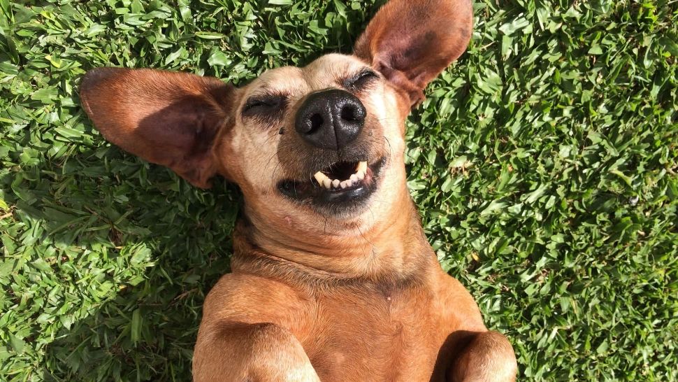 Ai un cățel bipolar? 10 factori care pot declanșa schimbarea bruscă de dispoziție a celui mai bun prieten