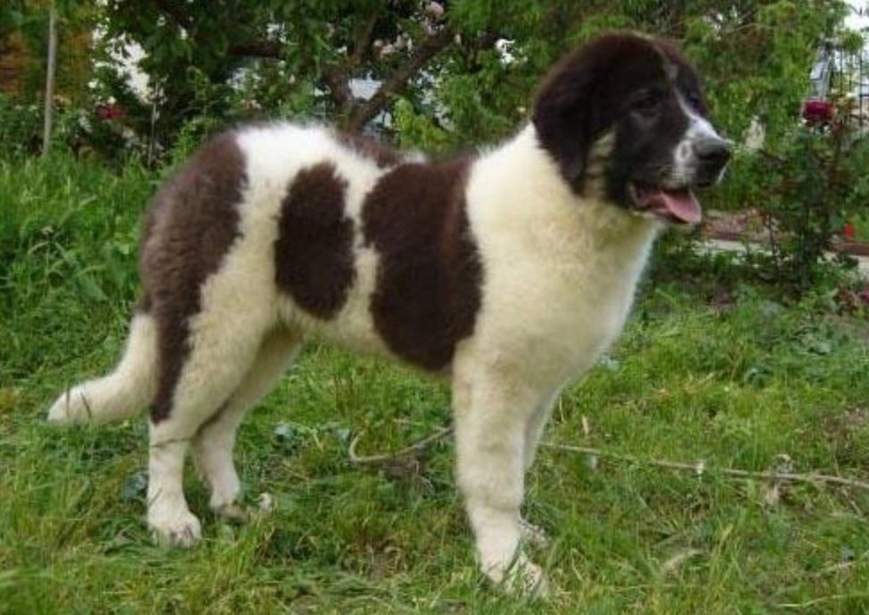 Doi tineri au furat un câine ciobănesc de Bucovina dintr-o curte. Poliția a intrat pe fir, iar ce a urmat pare ireal! 