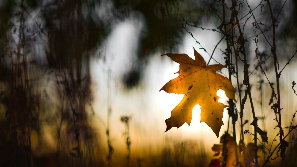 Precipitații și temperaturi apropiate de normalele perioadei în următoarele două săptămâni - Prognoza ANM pe regiuni