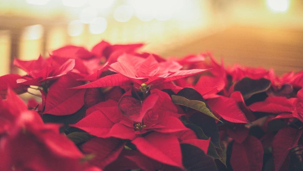 Planta minune care atrage banii, sănătatea și iubirea. Nu trebuie să lipsească din casă în luna decembrie