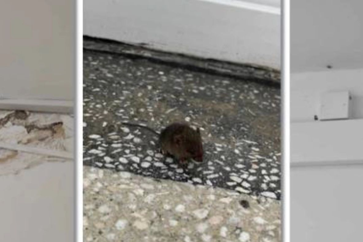 Cămin studențesc din Timișoara, invadat de șoareci și gândaci. Pereții, plini de mucegai
