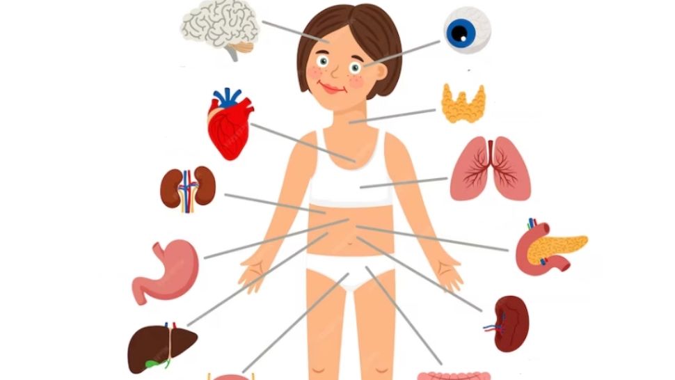 Organul care determină durata vieții. Contrar credinței populare, nu este inima și nici creierul