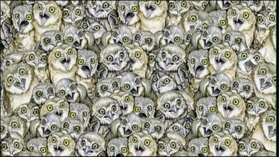 O pisică buclucașă se ascunde între zecile de bufnițe. Doar cei cu vedere super-umană pot să o găsească în 10 secunde