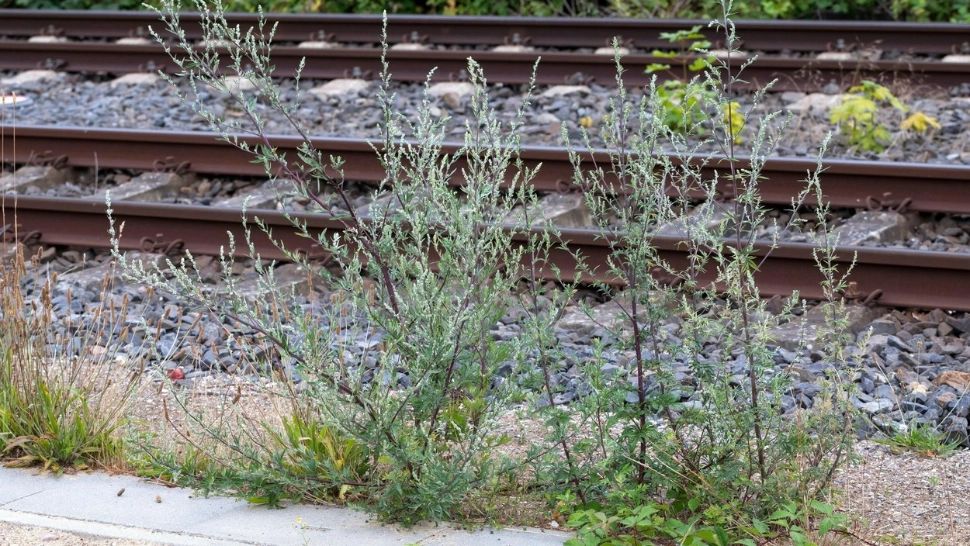 Puțină lume știe asta. Care sunt efectele benefice ale tratamentului cu PELIN?