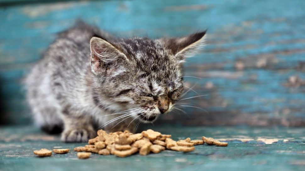 Ce trebuie să știi dacă vrei să mănânci hrană pentru câini sau pisici. Care e mai bună  pentru om?