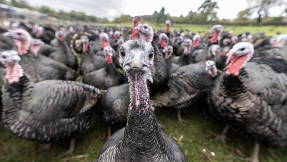 De ce nu se mănâncă ouăle de curcă. Care este adevărata explicație?