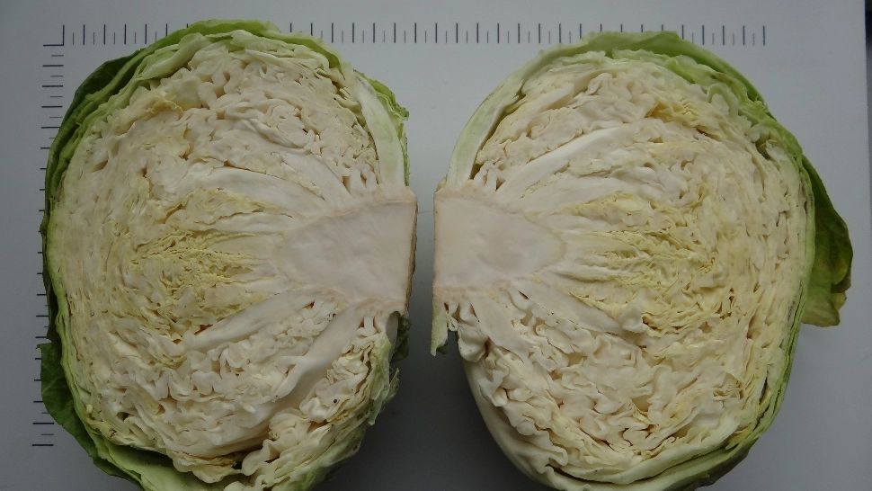 Cercetătorii de la Buzău au "reînviat" varza Licurișca, un soi vechi de peste 100 de ani - Cu ce se deosebește de o varză normală