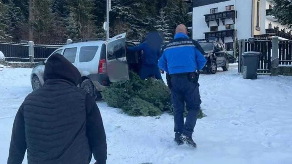 Persoane prinse în timp ce încercau să sustragă din pădure cetină de brad - Amenzi URIAȘE