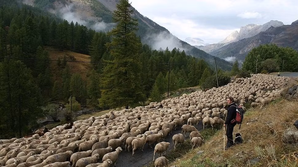 Transhumanța a fost inclusă în patrimoniul imaterial UNESCO al umanității - România, alături de alte 9 țări