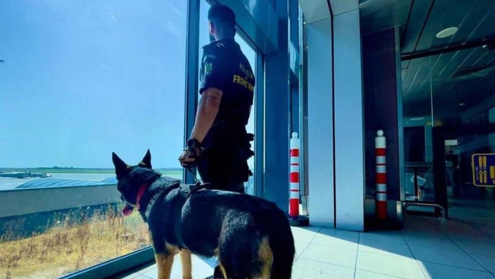 Peste 4.000 de pachete cu ţigări de contrabandă, descoperite pe Aeroportul Internaţional Henri Coandă, cu ajutorul câinelui Ebasa