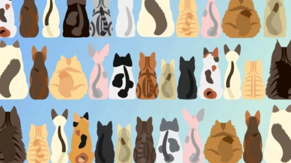 Găsește pisica fără coadă în 5 secunde! Ai ochi de șoim dacă reușești asta - Nimic nu-ți scapă în viață 