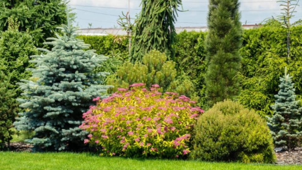 Ce se întâmplă dacă plantezi un brad în curte? Este mai rău decât credeai!