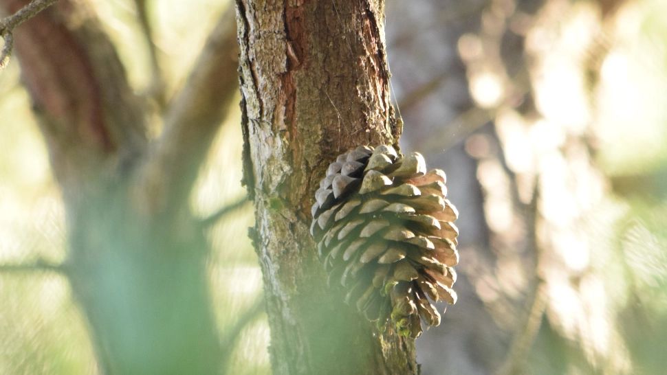 Șanse slabe să avem zăpadă de Crăciun și Revelion. Cum va fi începutul de an - Prognoza ANM pentru următoarele 4 săptămâni
