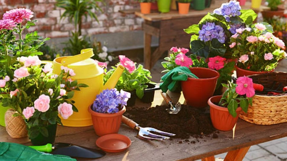 De ce se pune mălai în pământul florilor din ghiveci. Trucul care face minuni pentru plante