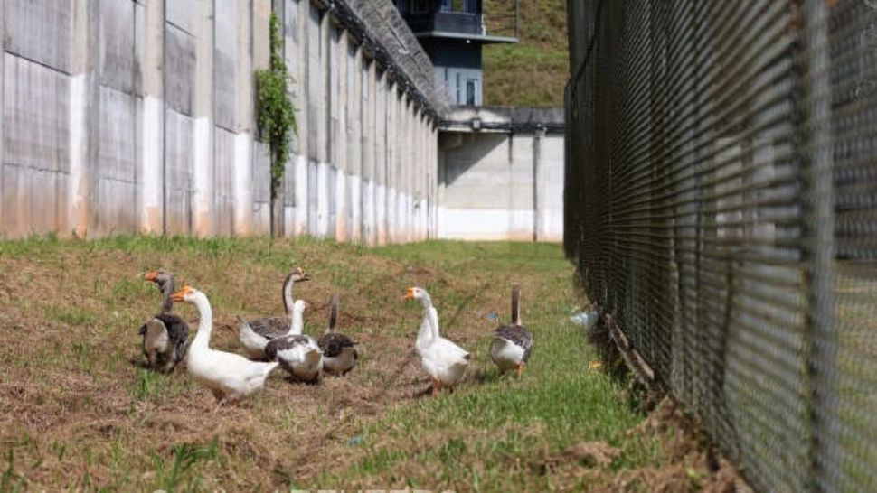 O închisoare din Brazilia a înlocuit câinii de pază cu gâște. Ce i-a determinat pe oficiali să ia o astfel de decizie