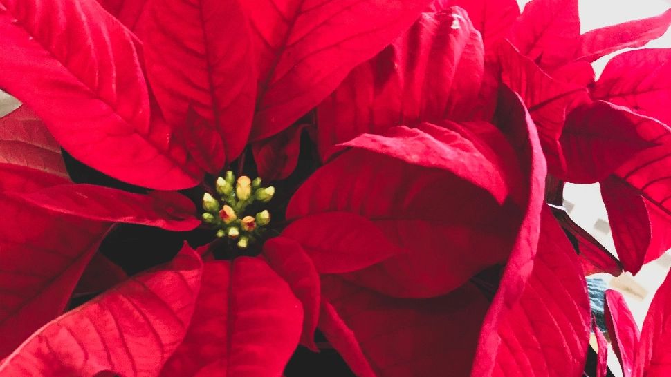 Pericolul ascuns în ornamentele de sărbători. Cercetător: S-au întâmplat adevărate drame, cazuri când au şi murit oameni