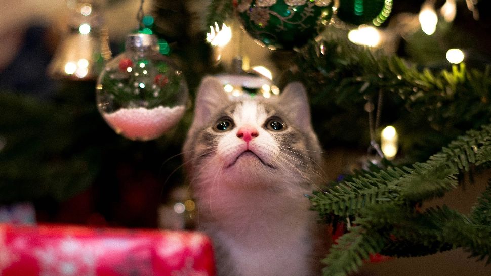 Cum facem ca bradul de Crăciun să reziste mai mult timp - Trucuri de pus în practică