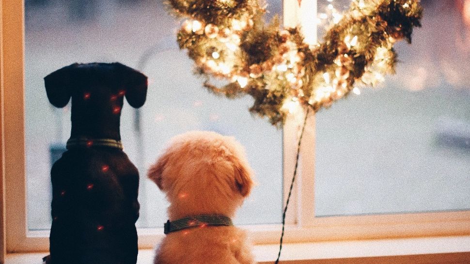 10 sfaturi pentru un Crăciun perfect alături de patrupedul tău. La ce "trucuri" nu trebuie să cedezi