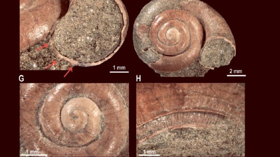 În Hațeg a fost descoperit un melc care ar fi putut fi contemporan cu dinozaurii. Specia exista în urmă cu 72 de milioane de ani