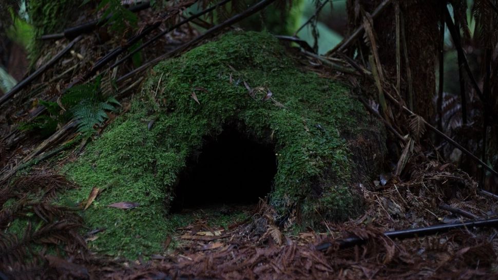 Bărbat găsit mort într-o scorbură. Moarte învăluită în mister, în Neamț